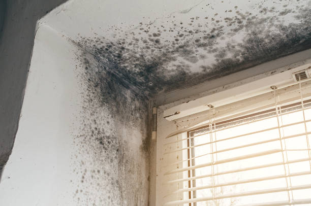 Affordable Black Mold Remediation solutions in Brodnax, VA
